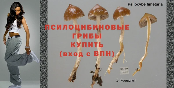крисы Вязьма